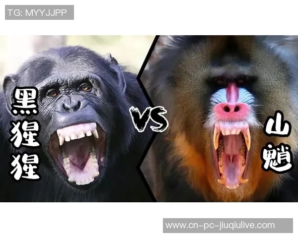 银背猩猩与火焰的对决探秘力量与自然的较量